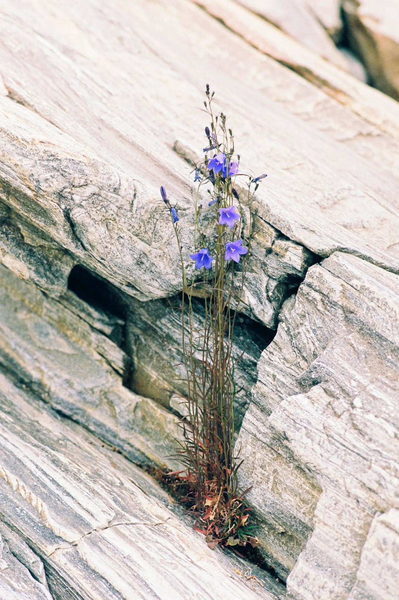 Wildflowers growing through rock — resilience and grief therapy
